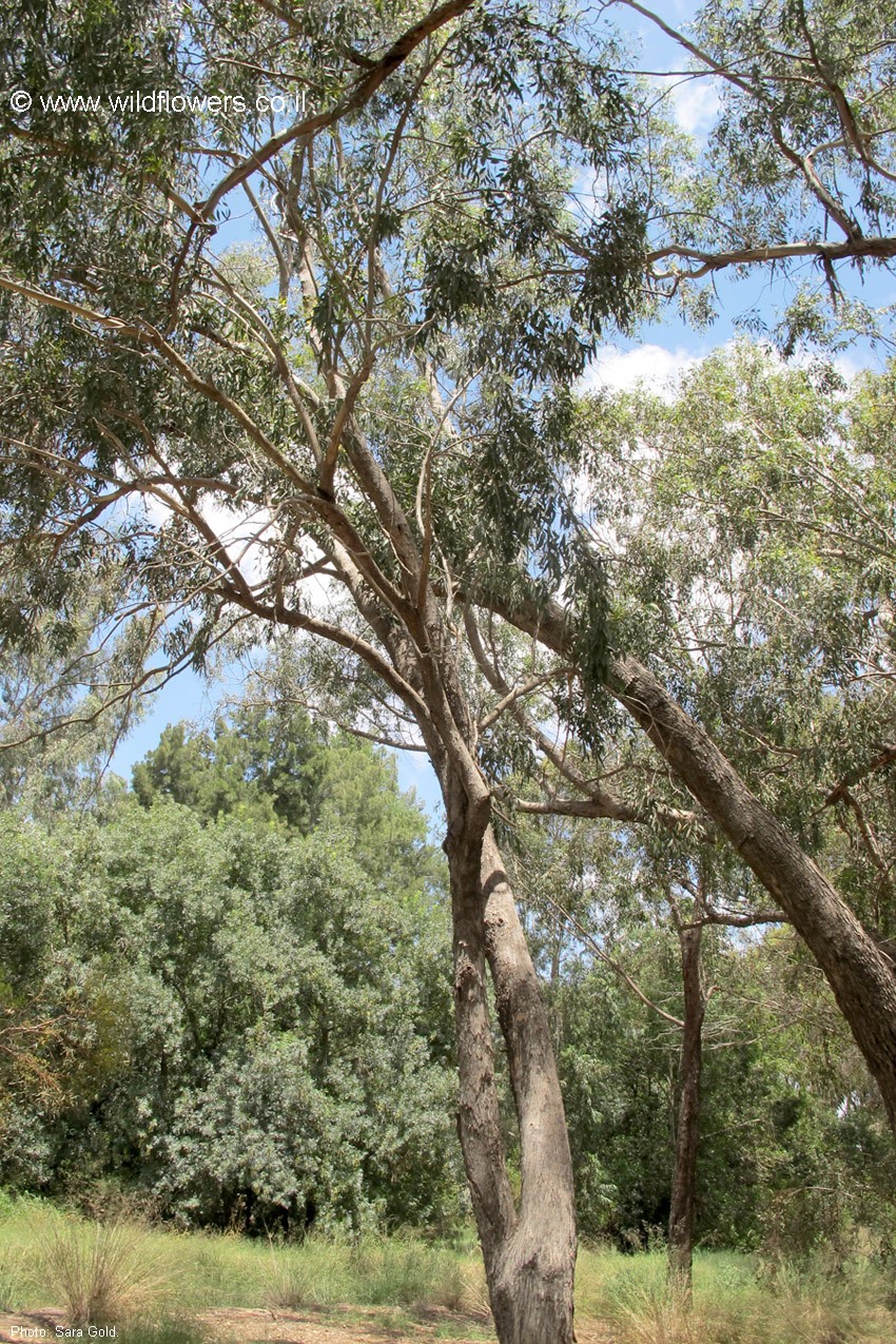 Eucalyptus conica